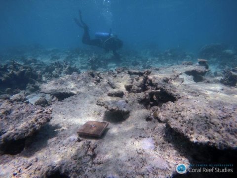 Global warming disrupts recovery of coral reefs