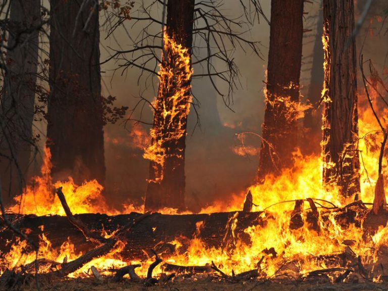 How does wildlife fare after fires?