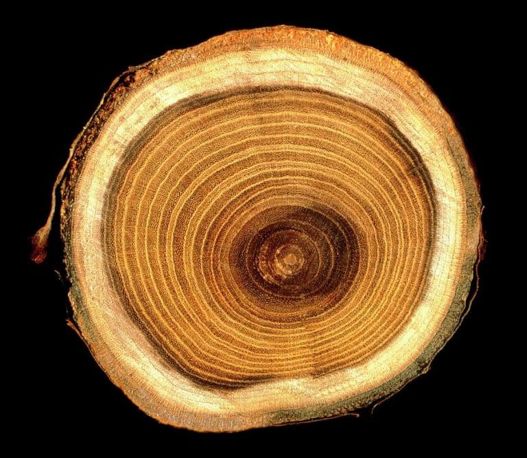 Human history through tree rings
