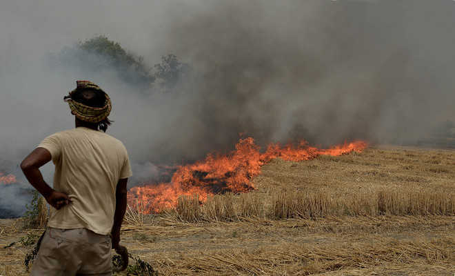 India's stubble burning air pollution causes USD 30 billion economic losses, health risks