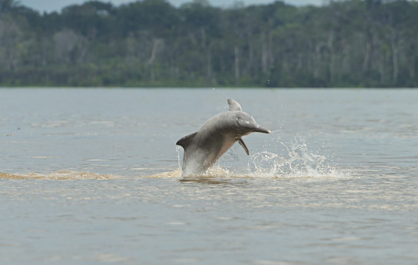 Mysterious river dolphin helps crack the code of marine mammal communication