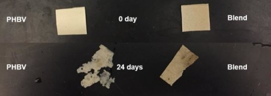 Potential for Earth-friendly plastic replacement