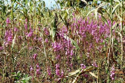 Striga is a parasitic plant