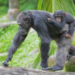 Chimpanzees adapting to living outside protected areas