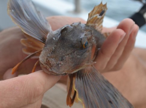 Global warming hits sea creatures hardest