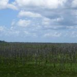 How does sea level rise affects birds in coastal forests