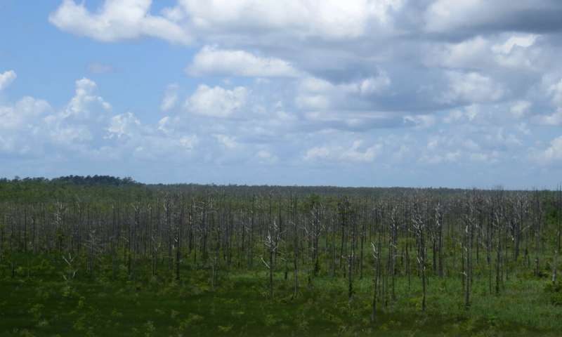 How does sea level rise affects birds in coastal forests