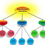 Intelligence can link to health and aging