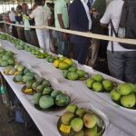Mango and Jack fruit Diversity Fair-2019