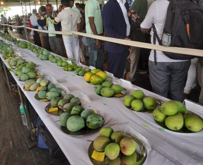 Mango and Jack fruit Diversity Fair-2019
