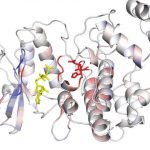 What artificial intelligence can teach us about proteins