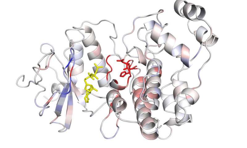 What artificial intelligence can teach us about proteins