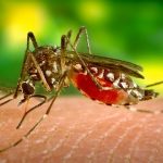 Combating mosquito-borne diseases with bacteria