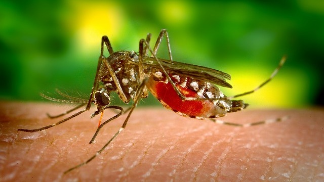 Combating mosquito-borne diseases with bacteria