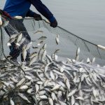 Fishing among worst jobs for health