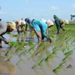 How climate change affects crops in India