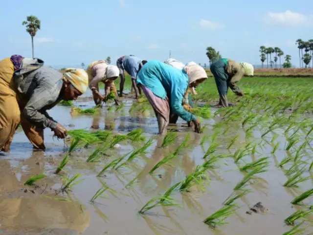 How climate change affects crops in India