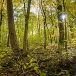 How forest conservation can succeed