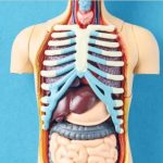 How old are your organs