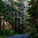 How trees affect the weather