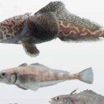 Life in Antarctica's ice mirrors human disease
