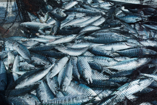 More fishing vessels chasing fewer fish