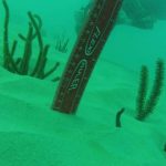 Over half a million corals destroyed