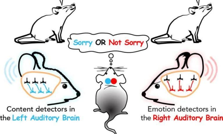 Scientists closer to unraveling mechanisms of speech processing in the brain