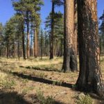 Thinning forests and prescribed fire before drought reduced tree loss finds study
