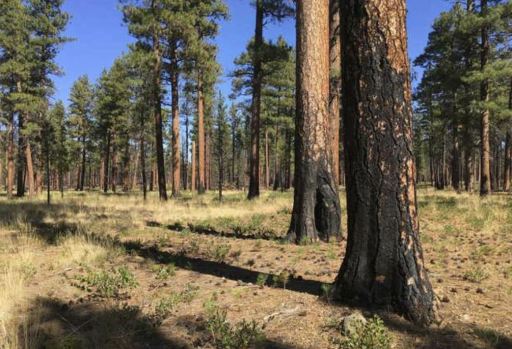 Thinning forests and prescribed fire before drought reduced tree loss finds study