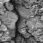 Antibiotics weaken flu defenses in the lung