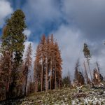 California forest die-off caused by depletion of deep-soil water