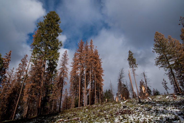 California forest die-off caused by depletion of deep-soil water