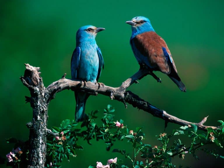 Climate changes faster than animals adapt