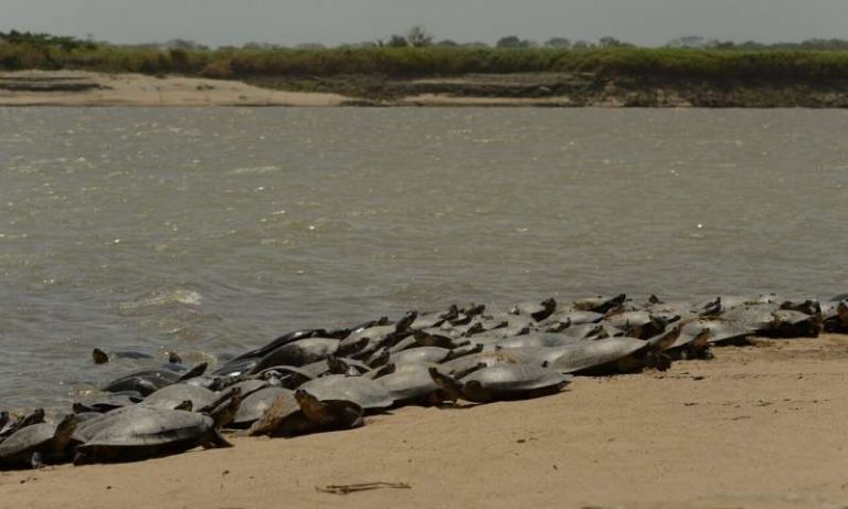 Conservation efforts for giant South American river turtles have protected 147,000