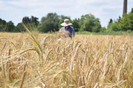 Heat, salt, drought,This barley can withstand the challenges of climate change