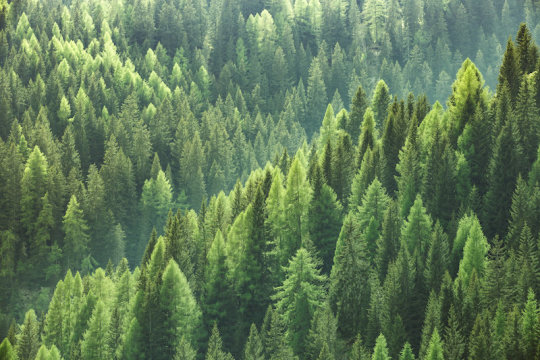 How trees coulHow trees could save the climateave the climate