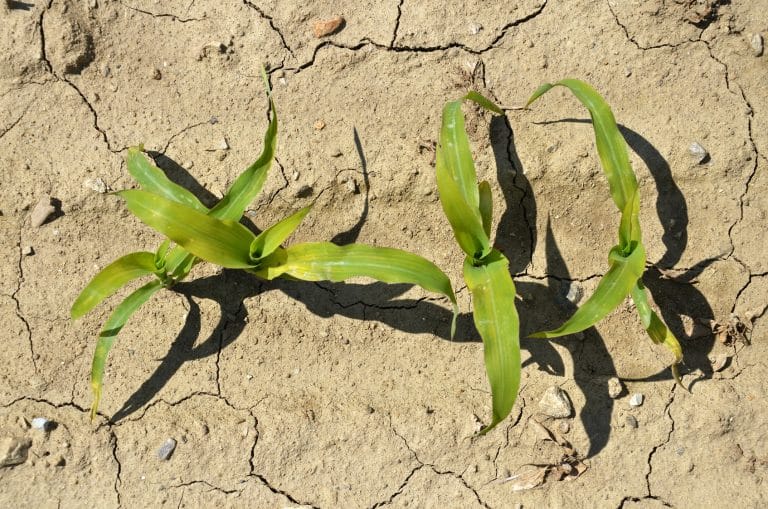 Impact of Climate Change on Agriculture in India