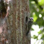 Is wildfire management beneficial for the birds