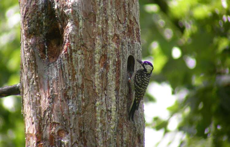 Is wildfire management beneficial for the birds