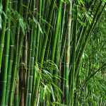 National Bamboo Mission