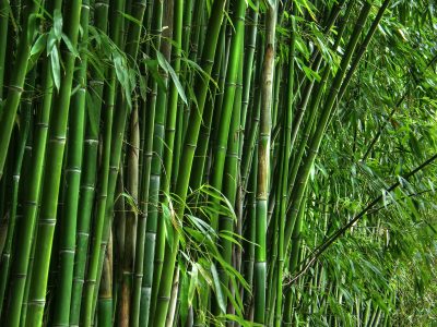 National Bamboo Mission