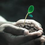Plants don't think, they grow: The case against plant consciousness