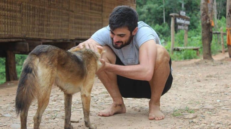 Stress reduction benefits from petting dogs, cats