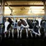 100 high tech Gau Shalas In MP Soon