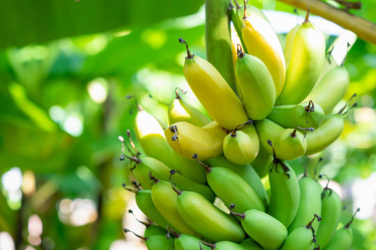 Artificial intelligence helps banana growers protect