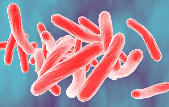 New study reveals how TB bacteria may survive in human tissues