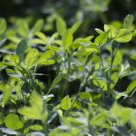 Scientists successfully innoculate, grow crops in salt-damaged soil