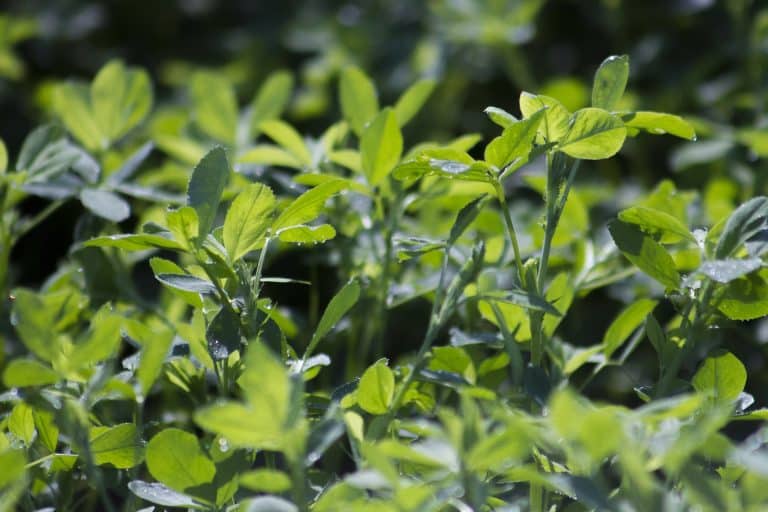 Scientists successfully innoculate, grow crops in salt-damaged soil