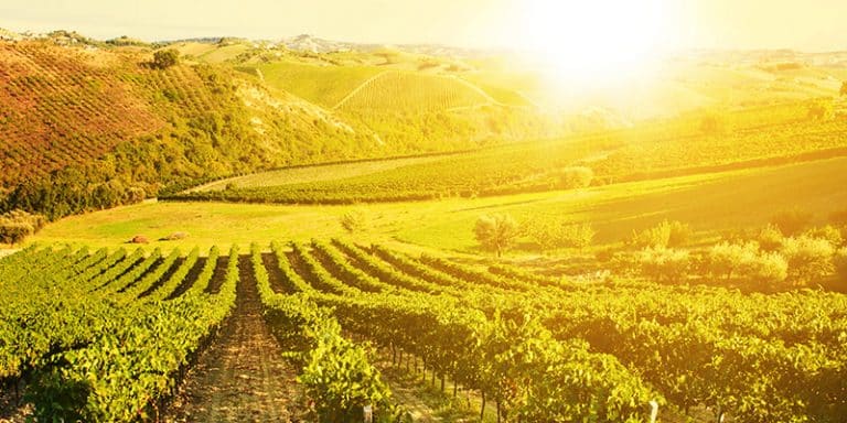 Shift to more intense rains threatens historic Italian winery